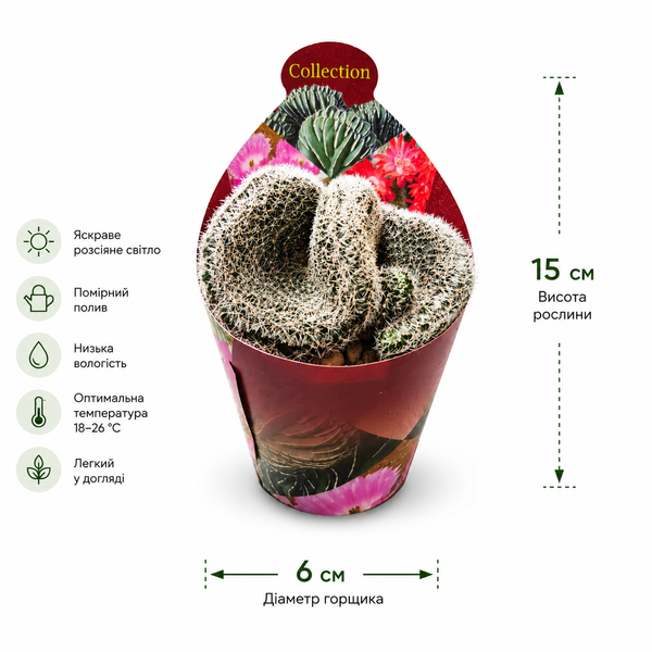 Лобівія Арахнаканта Крістата (Lobivia arachnacantha cristata) д6 3494 фото