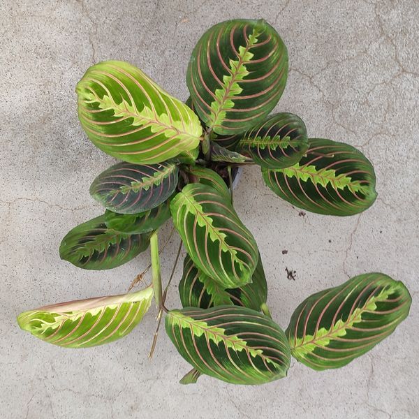 Маранта триколор (Maranta leuconeura)  455 фото