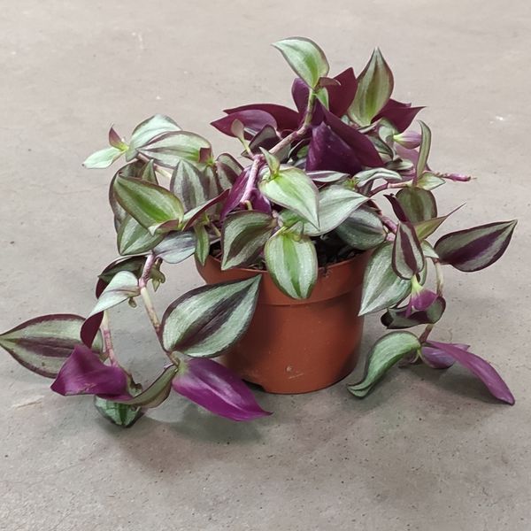 Традесканція зебріна (Tradescantia zebrina) 2041 фото