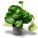 Пеперомия Аргирея (Peperomia argyreia) 3365 фото 1