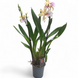 Орхідея Камбрія (Cymbidium) 2424 фото 2