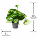 Пеперомия Аргирея (Peperomia argyreia) 3365 фото 2