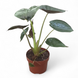 Алоказия Венти (Alocasia Wentii) д12 605 фото 1