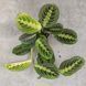 Маранта триколор (Maranta leuconeura)  455 фото 2