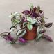 Традесканція зебріна (Tradescantia zebrina) 2041 фото 2