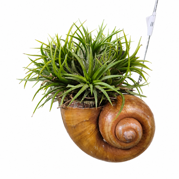 Тілландсія Іонанта (Tillandsia ionantha) 3297 фото