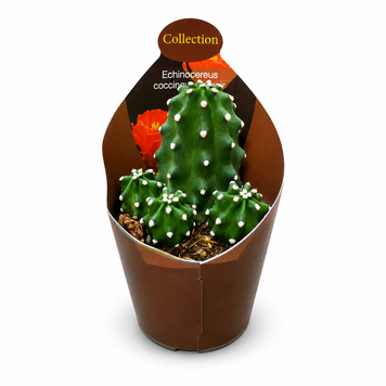 Эхиноцереус Кокцинеус Инермис (Echinocereus coccineus &lsquo;Inermis&rsquo;) д6 3496 фото