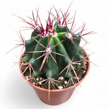 Ферокактус Пилосус (Ferocactus pilosus) д9 3136 фото