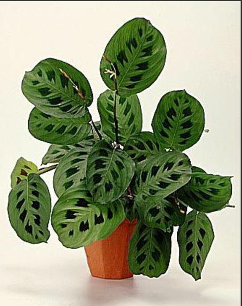 Маранта керчова (Maranta kerchoveana) д6 3042 фото