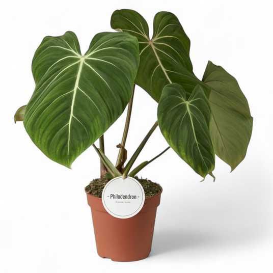 филодендрон глориосум (philodendron gloriosum) по договорной цене