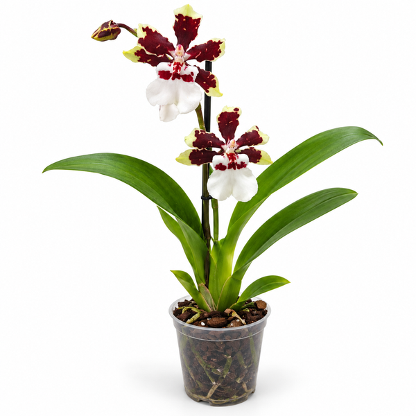 Орхідея Камбрія (Cymbidium) 3457 фото