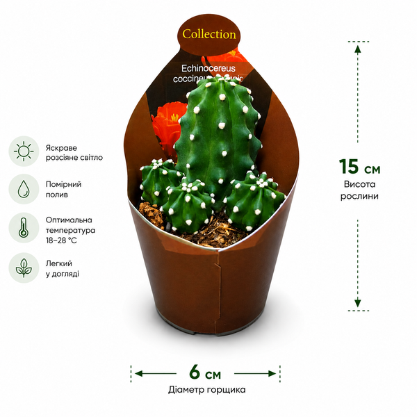 Ехіноцереус Коккінеус Інерміс (Echinocereus coccineus &lsquo;Inermis&rsquo;) д6 3496 фото