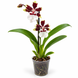 Орхідея Камбрія (Cymbidium) 3457 фото 2