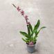 Орхідея Камбрія (Cymbidium) 2583 фото 3