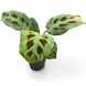 Маранта керчова (Maranta kerchoveana) д6 3042 фото 1