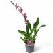 Орхідея Камбрія (Cymbidium) 2583 фото 2