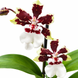 Орхідея Камбрія (Cymbidium) 3457 фото 1