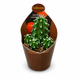 Ехіноцереус Коккінеус Інерміс (Echinocereus coccineus &lsquo;Inermis&rsquo;) д6 3496 фото 1