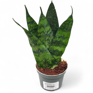 Сансевьерия Зейланика Фан (Sansevieria Zeylanica Fan) д6 2989 фото