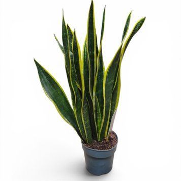 Сансев'єрія Блек Голд (Sansevieria Black Gold) д12 3187 фото