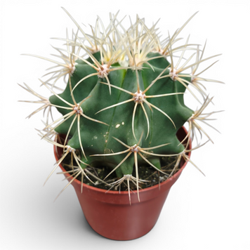 Ферокактус Глауцесценс (Ferocactus glaucescens) д9 3137 фото