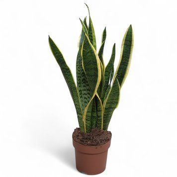 Сансев'єрія Футура (Sansevieria futura) д14 942 фото