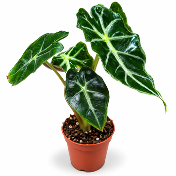 Алоказия Мандея (Alocasia &lsquo;Mandeya&rsquo;) д7 3455 фото