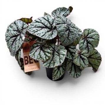 Бегония Федор (Begonia 'Fedor') д12 3250 фото