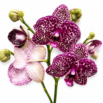 Фаленопсис Дикий Кіт (Phalaenopsis 'Wild Cat') 3370 фото