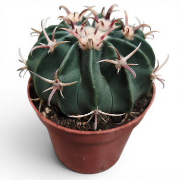 Ферокактус Грациліс (Ferocactus gracilis) д9 3138 фото