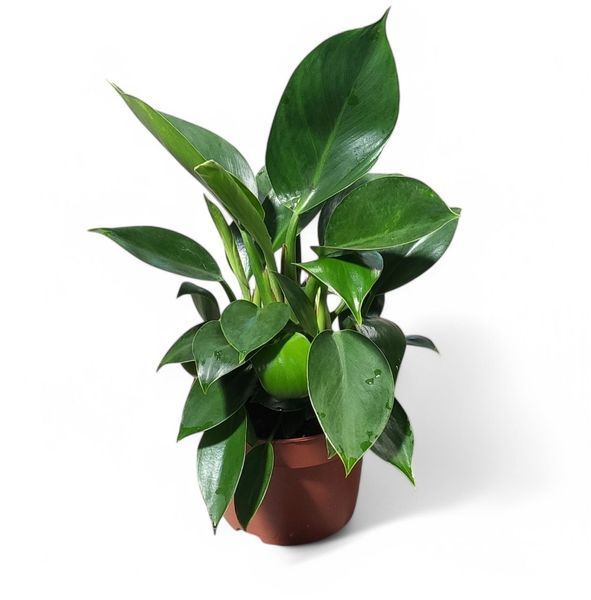Филодендрон Грин Принцес (Philodendron 'Green Princess') д12 2937 фото