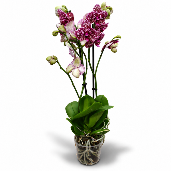 Фаленопсис Дикий Кіт (Phalaenopsis 'Wild Cat') 3370 фото