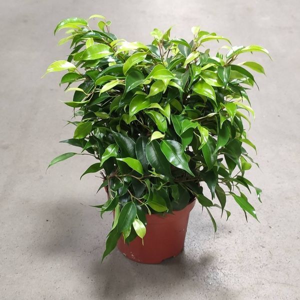 Фикус Бенджамина Грин Кинки (Ficus benjamina 'Green Kinky')  219 фото
