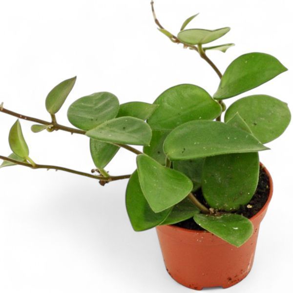 Хойя Чоук (Hoya 'Chouke') 2199 фото