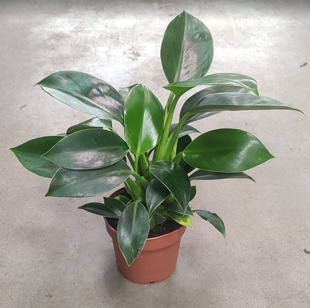 Филодендрон Грин Принцес (Philodendron 'Green Princess') д12 2937 фото
