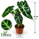 Алоказия Мандея (Alocasia &lsquo;Mandeya&rsquo;) д7 3455 фото 2