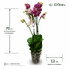 Фаленопсис Дикий Кіт (Phalaenopsis 'Wild Cat') 3370 фото 3