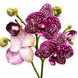 Фаленопсис Дикий Кіт (Phalaenopsis 'Wild Cat') 3370 фото 1