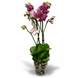 Фаленопсис Дикий Кіт (Phalaenopsis 'Wild Cat') 3370 фото 2