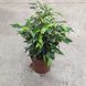Фикус Бенджамина Грин Кинки (Ficus benjamina 'Green Kinky')  219 фото 2
