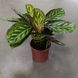 Калатя Флеймастер (Calathea Flamemaster) д14 1008 фото 2