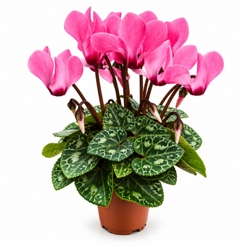 Цикламен міні (Cyclamen persicum Mini)  3523 фото