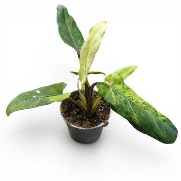 Алоказія Лаутербахіана Варієгата (Alocasia lauterbachiana Variegata) д6 3189 фото