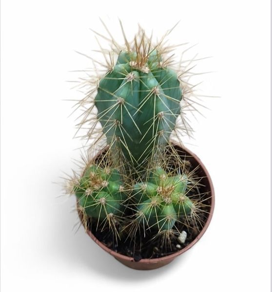 Пілосоцереус Азуреус Pilosocereus azureus 2097 фото