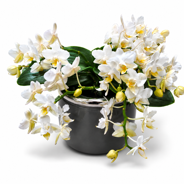 Фаленопсис Назаре (Phalaenopsis 'Nazare') 3369 фото