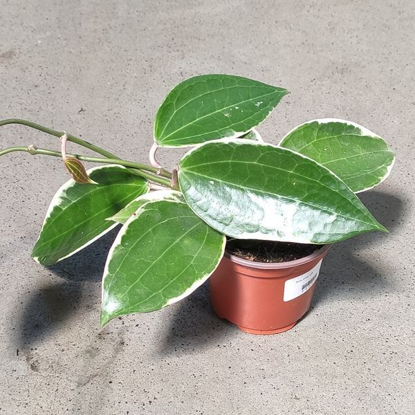 Хойя Макрофілла (Hoya macrophylla)  2200 фото