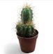 Пілосоцереус Азуреус Pilosocereus azureus 2097 фото 1