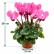 Цикламен міні (Cyclamen persicum Mini)  3523 фото 2