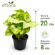 Сингоніум Данг Тонг (Syngonium 'Dang Tong') д8 1485 фото 2