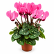 Цикламен міні (Cyclamen persicum Mini)  3523 фото 1